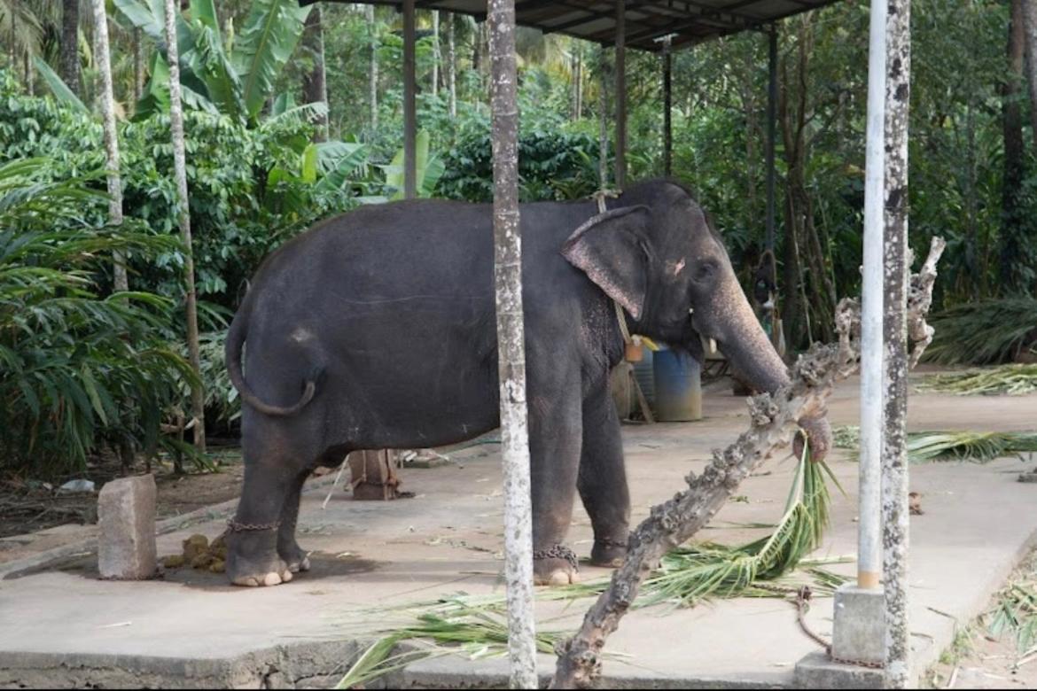 Cassells Jungle Resorts Thekkady Vandiperiyār Dış mekan fotoğraf