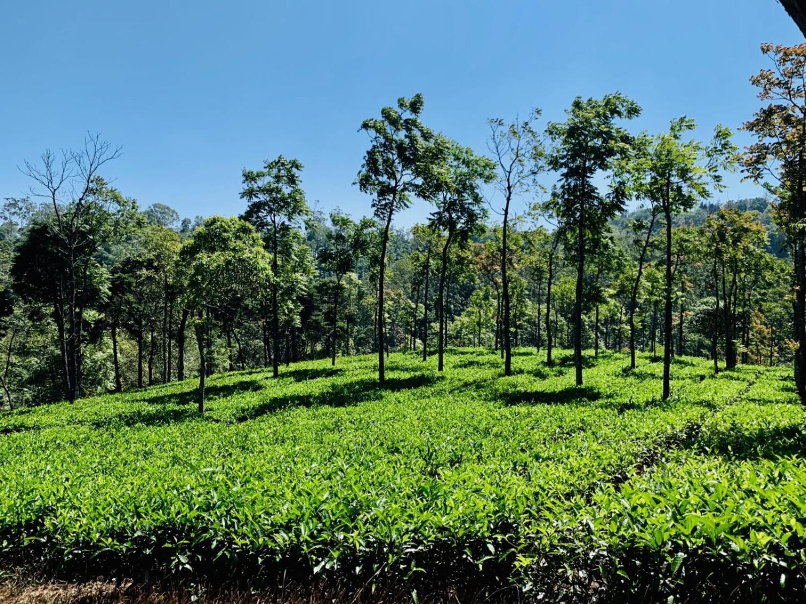 Cassells Jungle Resorts Thekkady Vandiperiyār Dış mekan fotoğraf
